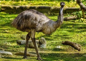 Emu em destaque exibindo detalhes da sua plumagem e olhar atento