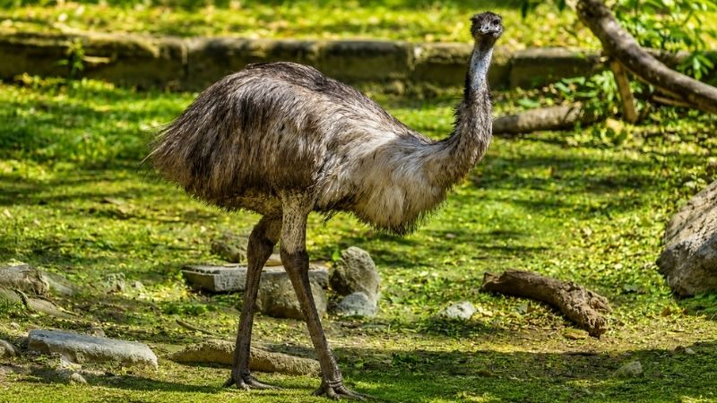 Emu em destaque exibindo detalhes da sua plumagem e olhar atento
