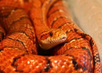 Cobra-do-milho sobre substrato em ambiente de cativeiro.