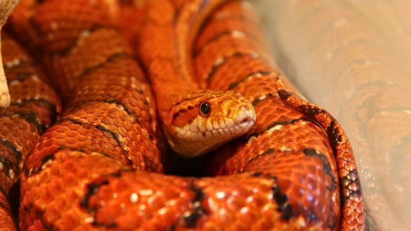 Cobra-do-milho sobre substrato em ambiente de cativeiro.