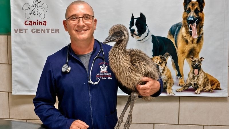 Emu adulto ao lado de seu filhote de plumagem listrada em ambiente natural