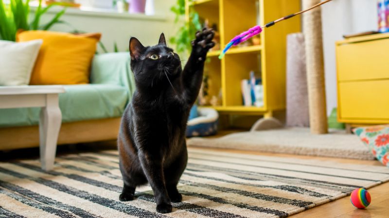 Gato atento e curioso brincando com varinha de penas dentro de casa.