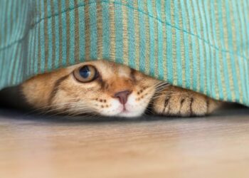 Gato cinza com olhos atentos escondido na sombra embaixo de uma cama.