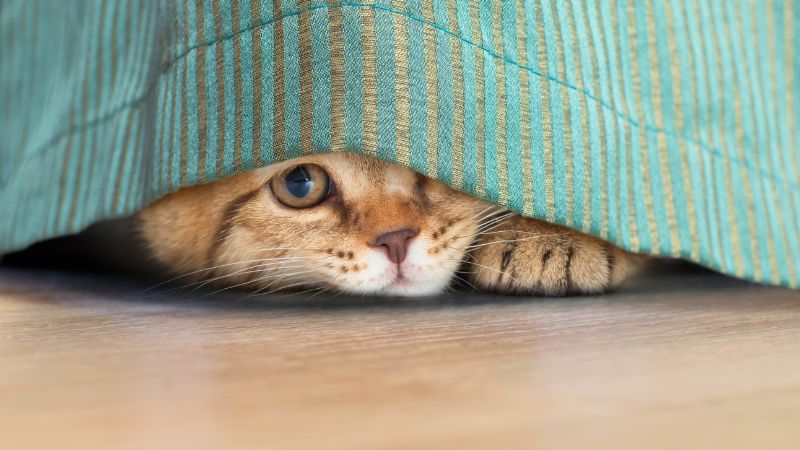 Gato cinza com olhos atentos escondido na sombra embaixo de uma cama.