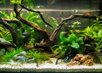Aquário comunitário bem decorado com plantas naturais e peixes de espécies variadas nadando em harmonia.