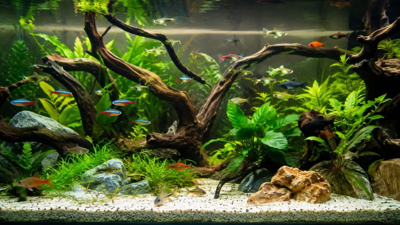 Aquário comunitário bem decorado com plantas naturais e peixes de espécies variadas nadando em harmonia.