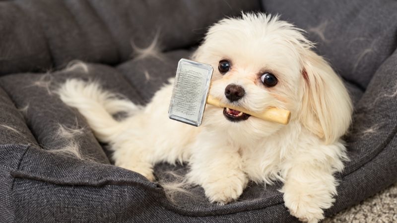Cachorro deitado em caminha cheia de pelos soltos demonstrando queda de pelo em cães