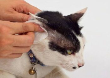 Tutor segurando suavemente a orelha de um gato para fazer a higienização de forma segura.