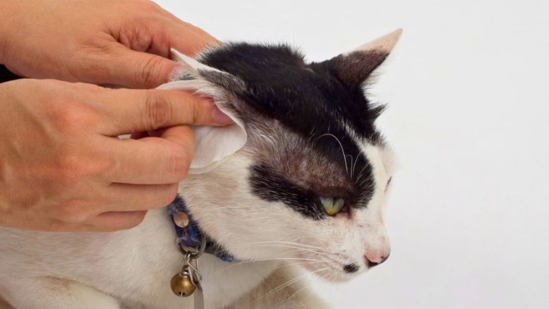 Tutor segurando suavemente a orelha de um gato para fazer a higienização de forma segura.