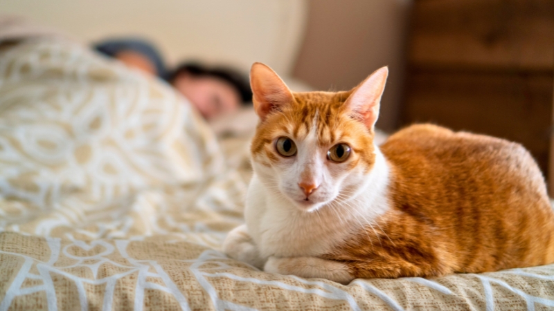 Gato acordado sobre a cama enquanto o tutor dorme ao fundo durante a madrugada.