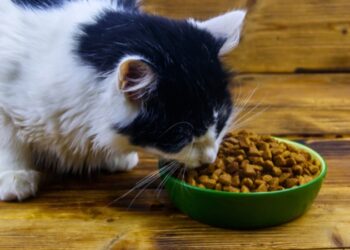 Gato comendo em ambiente doméstico durante a refeição