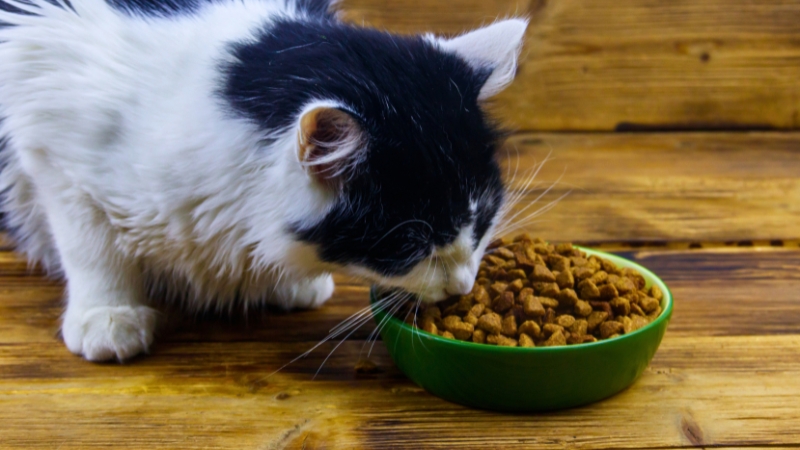 Gato comendo em ambiente doméstico durante a refeição