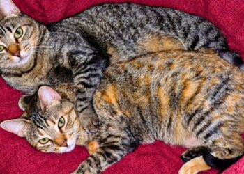 Tico e Lili, gatos rajados juntos