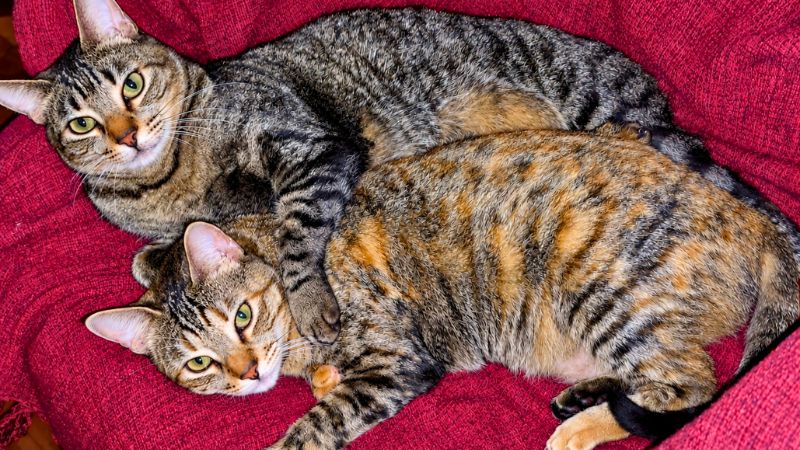 Tico e Lili, gatos rajados juntos