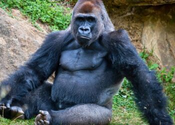 Gorila macho silverback adulto com pelos cinzas nas costas olhando fixamente na floresta.