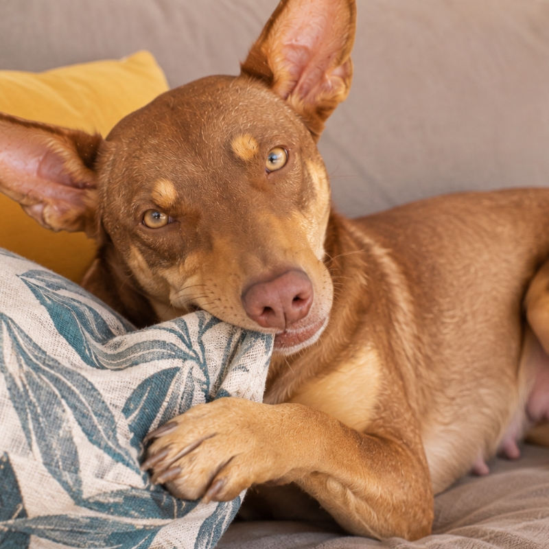 Cadela Brisa Mel é a Meu Bicho Influencer da semana