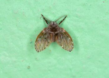 Mosca-de-ralo, pequeno inseto acinzentado com asas peludas, pousado próximo a uma superfície úmida