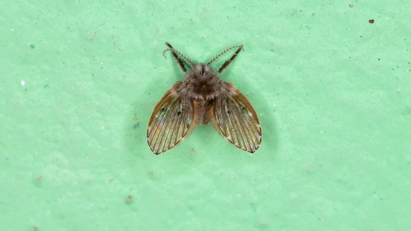 Mosca-de-ralo, pequeno inseto acinzentado com asas peludas, pousado próximo a uma superfície úmida