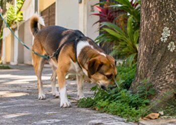 Cachorro sem raça definida cheirando uma árvore durante passeio em rua residencial