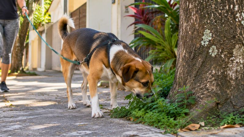 Cachorro sem raça definida cheirando uma árvore durante passeio em rua residencial