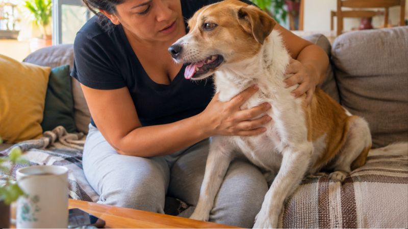 Tutor auxiliando cachorro engasgado e prestando primeiros socorros