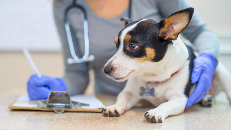 Cão assustado durante uma visita à clínica veterinária.