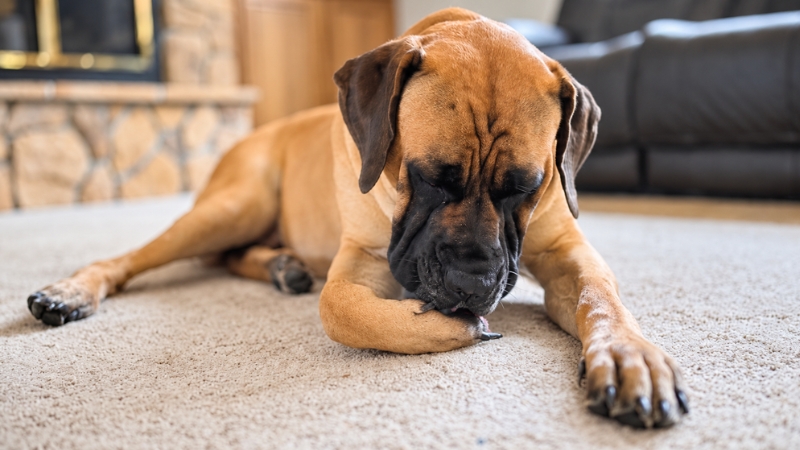 Cachorro lambendo uma das patas enquanto está deitado em casa