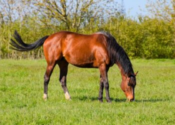 Cavalo pastando em uma pequena área rural, em imagem ilustrativa sobre cuidados básicos
