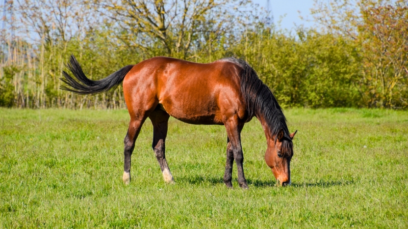 Cavalo pastando em uma pequena área rural, em imagem ilustrativa sobre cuidados básicos