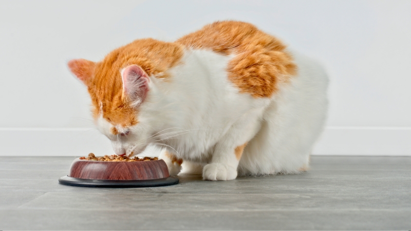 Gato cheirando o pote de ração e demonstrando desinteresse pela comida.