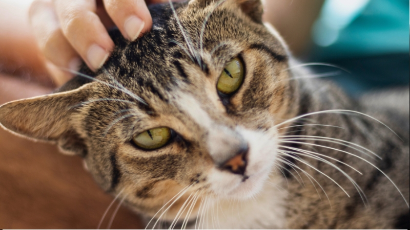 Gato recebendo carinho do tutor durante um momento de interação.