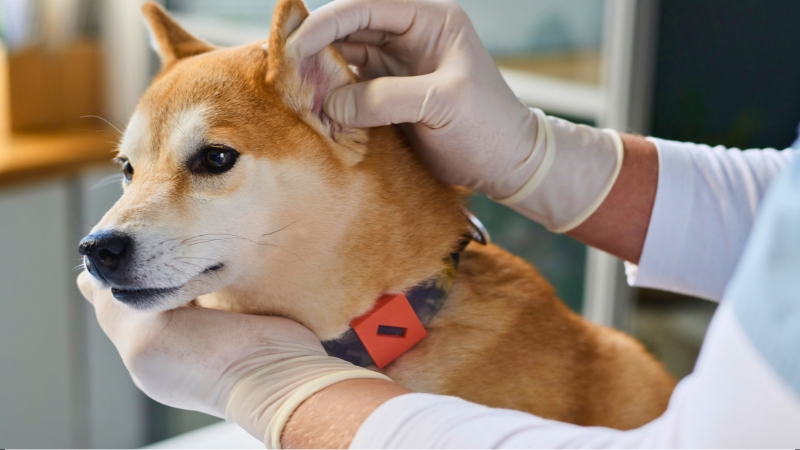 Veterinário examina delicadamente a orelha de um cachorro.