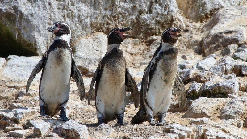 Pinguim-de-Humboldt (Spheniscus humboldti) em seu habitat natural na costa do Pacífico.